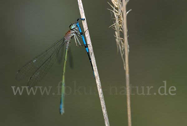 Große Pechlibelle (Ischnura elegans)