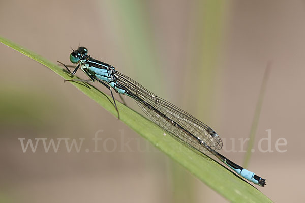 Große Pechlibelle (Ischnura elegans)