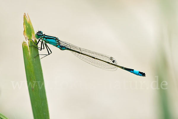 Große Pechlibelle (Ischnura elegans)