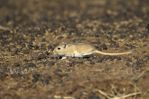 Große Rennmaus (Rhombomys opimus)