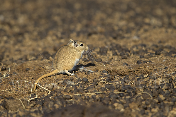 Große Rennmaus (Rhombomys opimus)