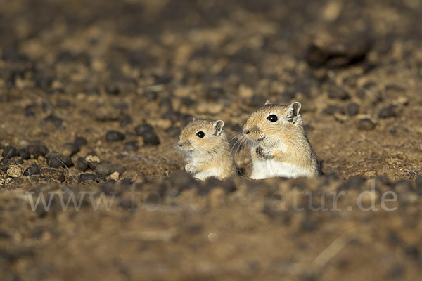 Große Rennmaus (Rhombomys opimus)