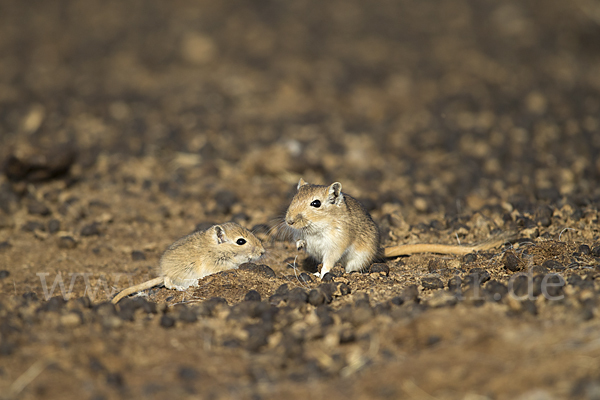 Große Rennmaus (Rhombomys opimus)