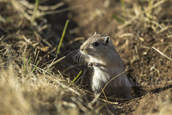 Große Rennmaus (Rhombomys opimus)