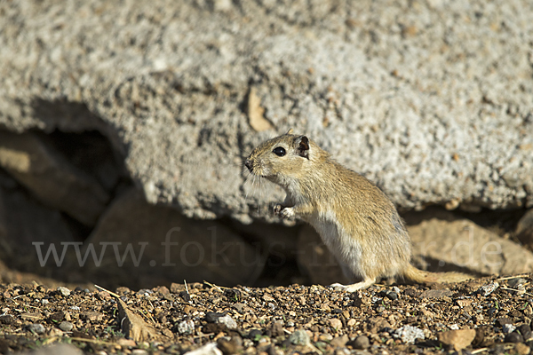 Große Rennmaus (Rhombomys opimus)