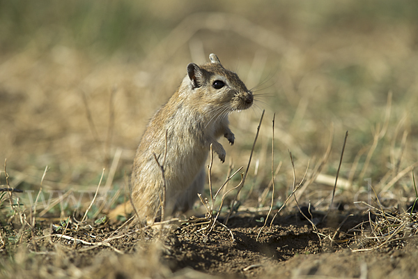 Große Rennmaus (Rhombomys opimus)