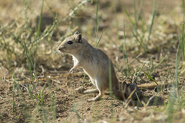 Große Rennmaus (Rhombomys opimus)