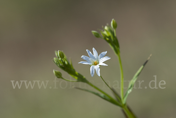 Große Sternmiere (Stellaria holostea)