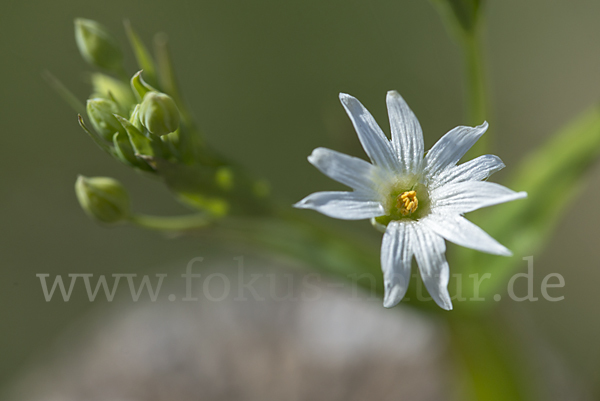 Große Sternmiere (Stellaria holostea)