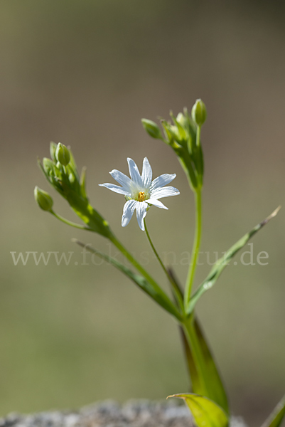 Große Sternmiere (Stellaria holostea)