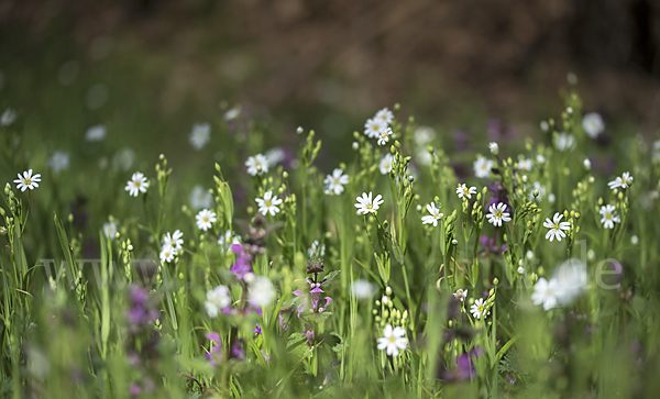 Große Sternmiere (Stellaria holostea)