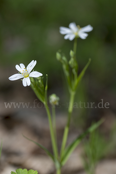 Große Sternmiere (Stellaria holostea)