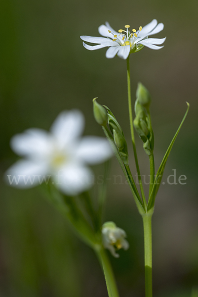 Große Sternmiere (Stellaria holostea)