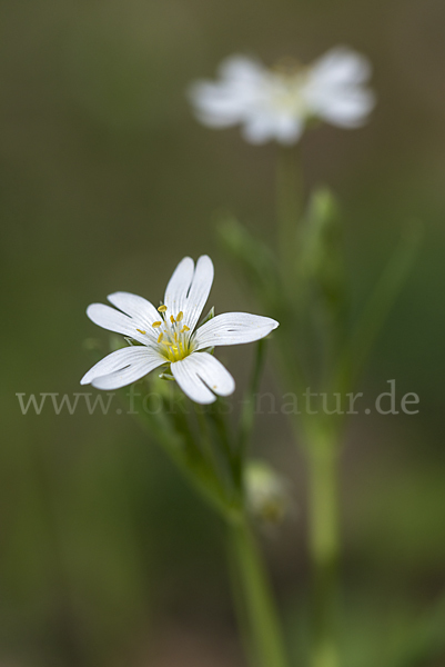 Große Sternmiere (Stellaria holostea)