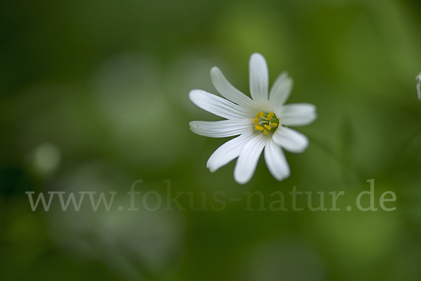 Große Sternmiere (Stellaria holostea)