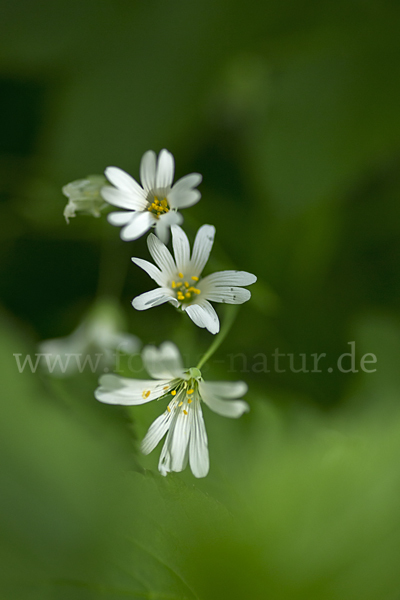 Große Sternmiere (Stellaria holostea)