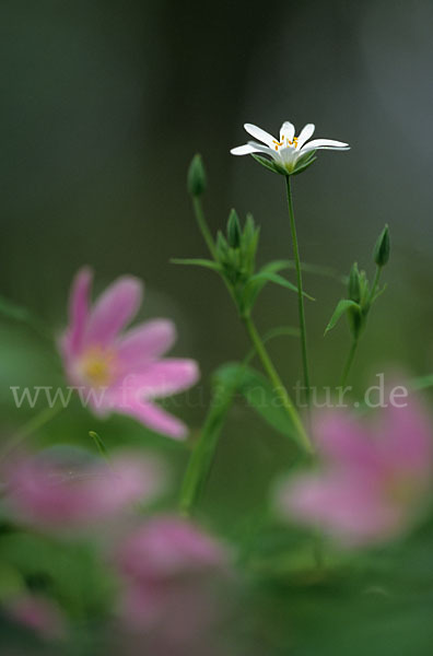 Große Sternmiere (Stellaria holostea)