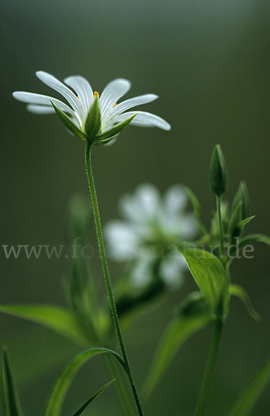 Große Sternmiere (Stellaria holostea)