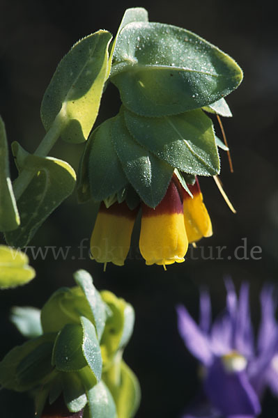 Große Wachsblume (Cerinthe major)