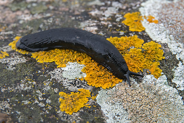 Große Wegschnecke (Arion rufus)