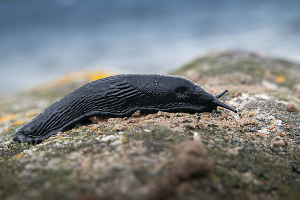 Große Wegschnecke (Arion rufus)