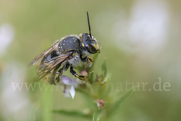 Große Wollbiene (Anthidium manicatum)