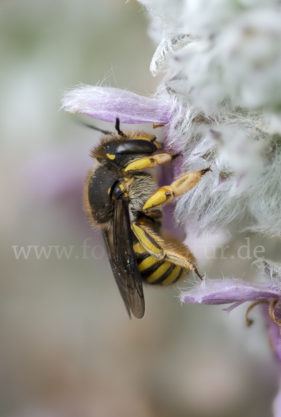 Große Wollbiene (Anthidium manicatum)