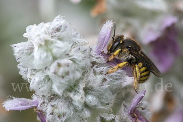 Große Wollbiene (Anthidium manicatum)