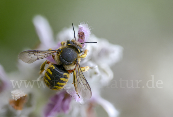 Große Wollbiene (Anthidium manicatum)