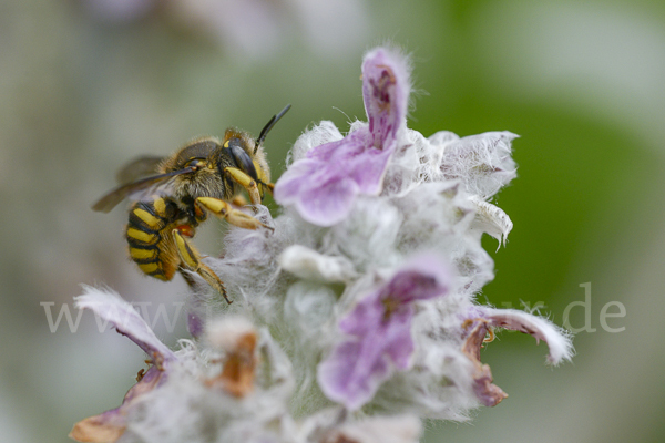 Große Wollbiene (Anthidium manicatum)