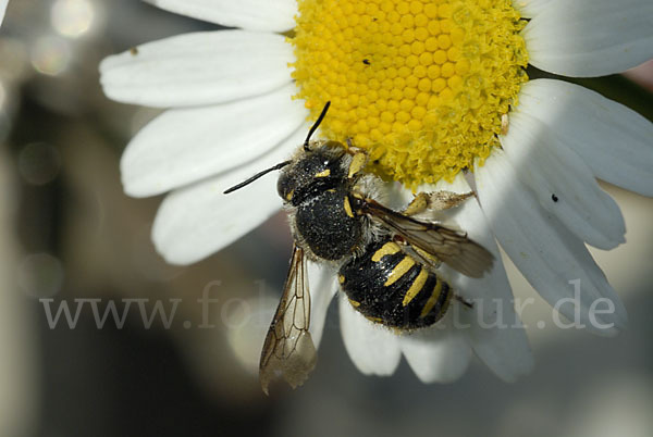 Große Wollbiene (Anthidium manicatum)