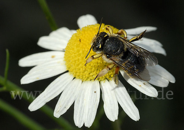 Große Wollbiene (Anthidium manicatum)