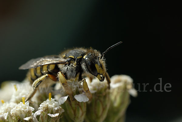 Große Wollbiene (Anthidium manicatum)