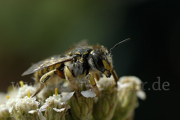 Große Wollbiene (Anthidium manicatum)