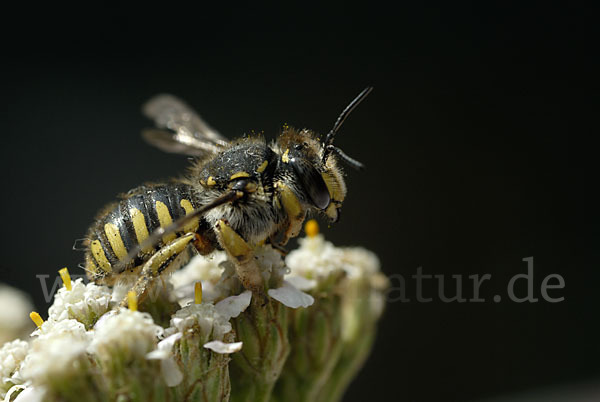 Große Wollbiene (Anthidium manicatum)