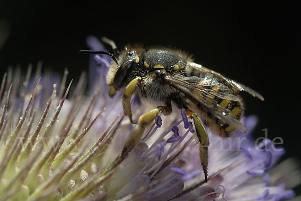 Große Wollbiene (Anthidium manicatum)