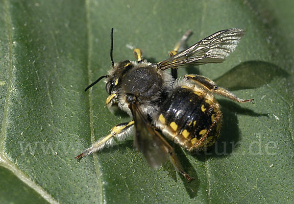 Große Wollbiene (Anthidium manicatum)