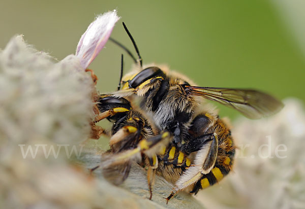 Große Wollbiene (Anthidium manicatum)