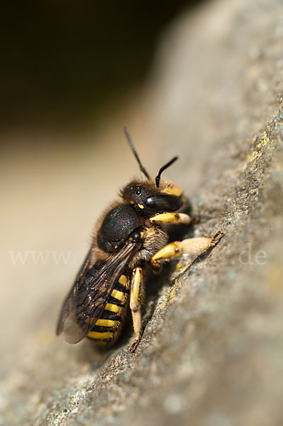 Große Wollbiene (Anthidium manicatum)