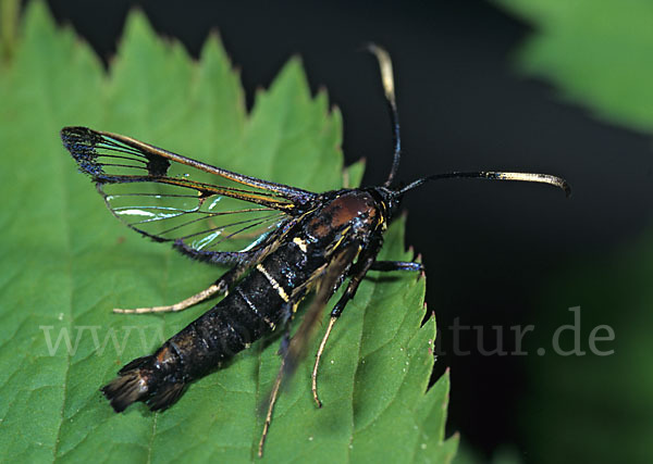 Großer Birkenglasflügler (Synanthedon scoliaeforme)