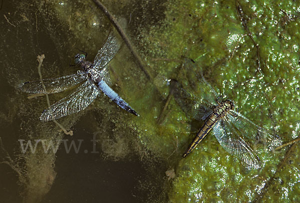 Großer Blaupfeil (Orthetrum cancellatum)