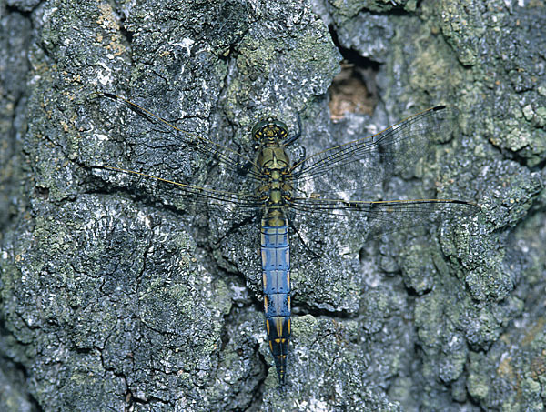 Großer Blaupfeil (Orthetrum cancellatum)