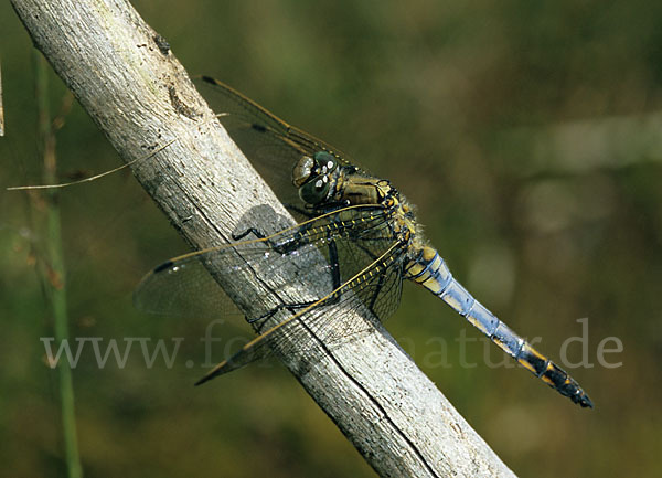 Großer Blaupfeil (Orthetrum cancellatum)
