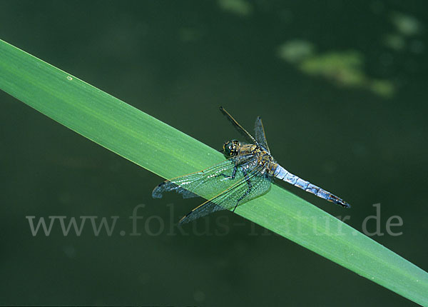 Großer Blaupfeil (Orthetrum cancellatum)