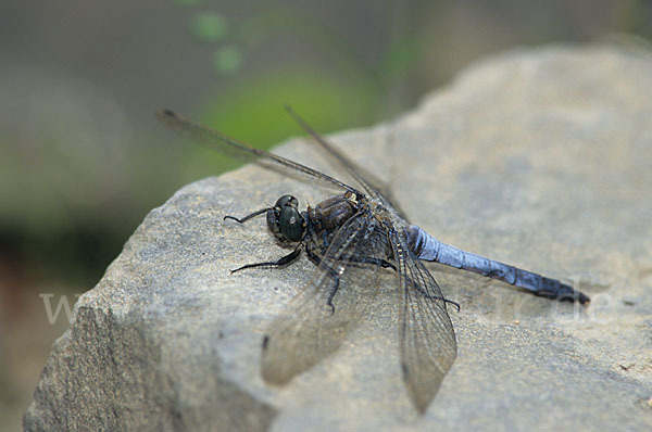 Großer Blaupfeil (Orthetrum cancellatum)