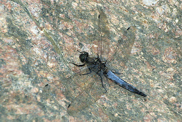 Großer Blaupfeil (Orthetrum cancellatum)