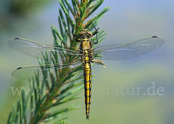 Großer Blaupfeil (Orthetrum cancellatum)