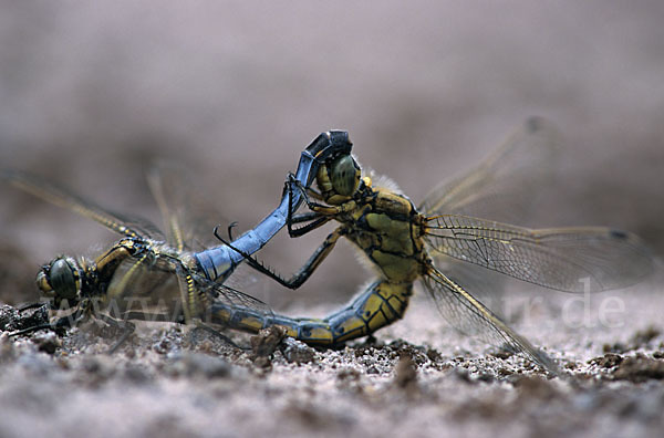 Großer Blaupfeil (Orthetrum cancellatum)