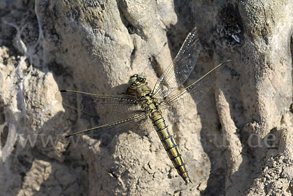 Großer Blaupfeil (Orthetrum cancellatum)