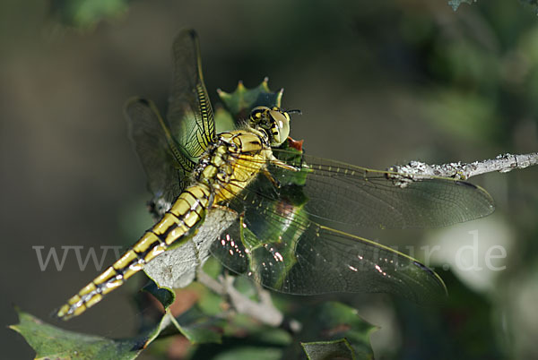 Großer Blaupfeil (Orthetrum cancellatum)